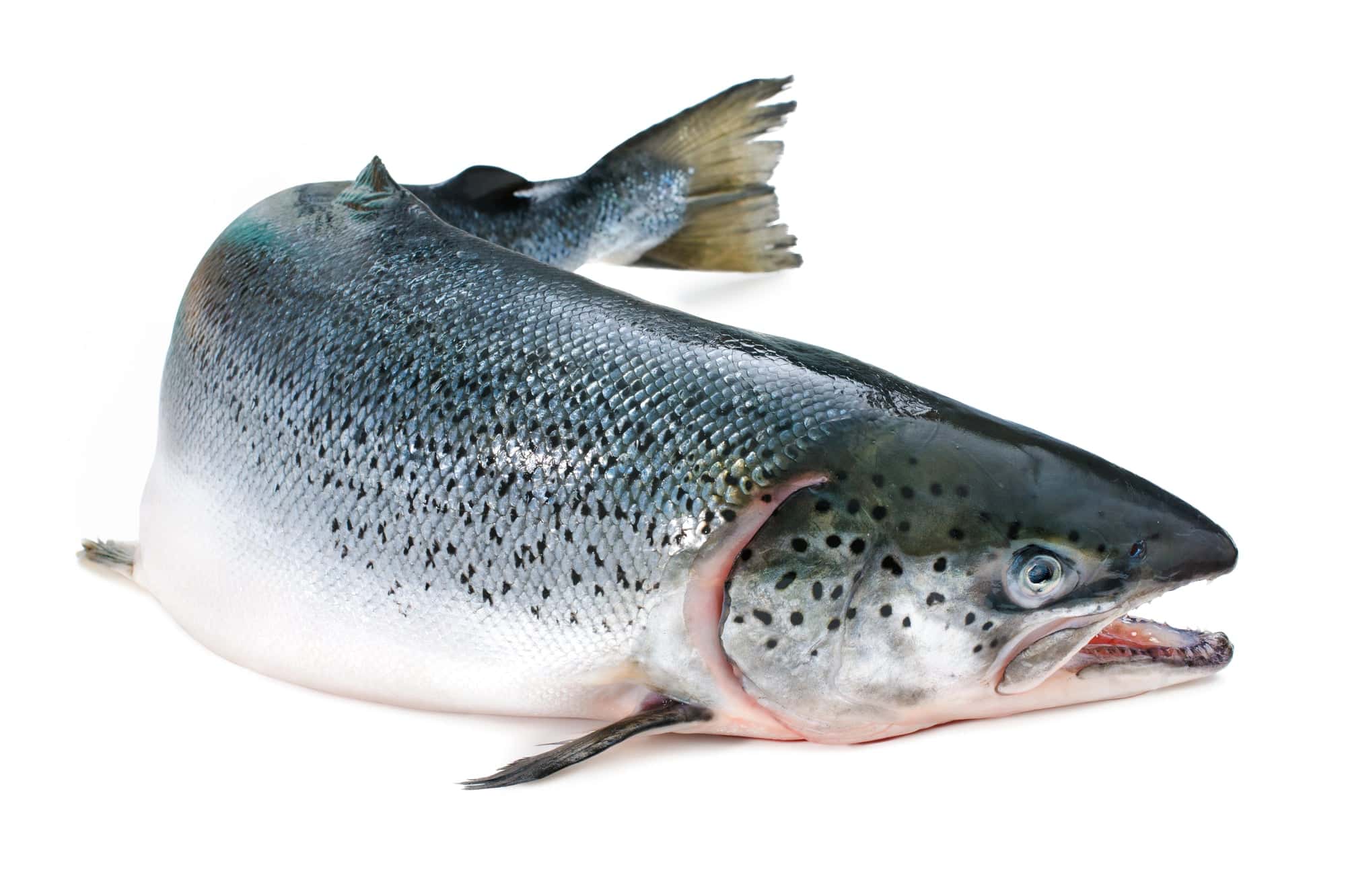 Atlantic Salmon Whole Gutted Suppliers, Exporters