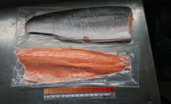 Atlantic Salmon Fillets Suppliers Exporters