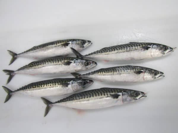 Atlantic Mackerel Scomber Scombrus Suppliers Exporters