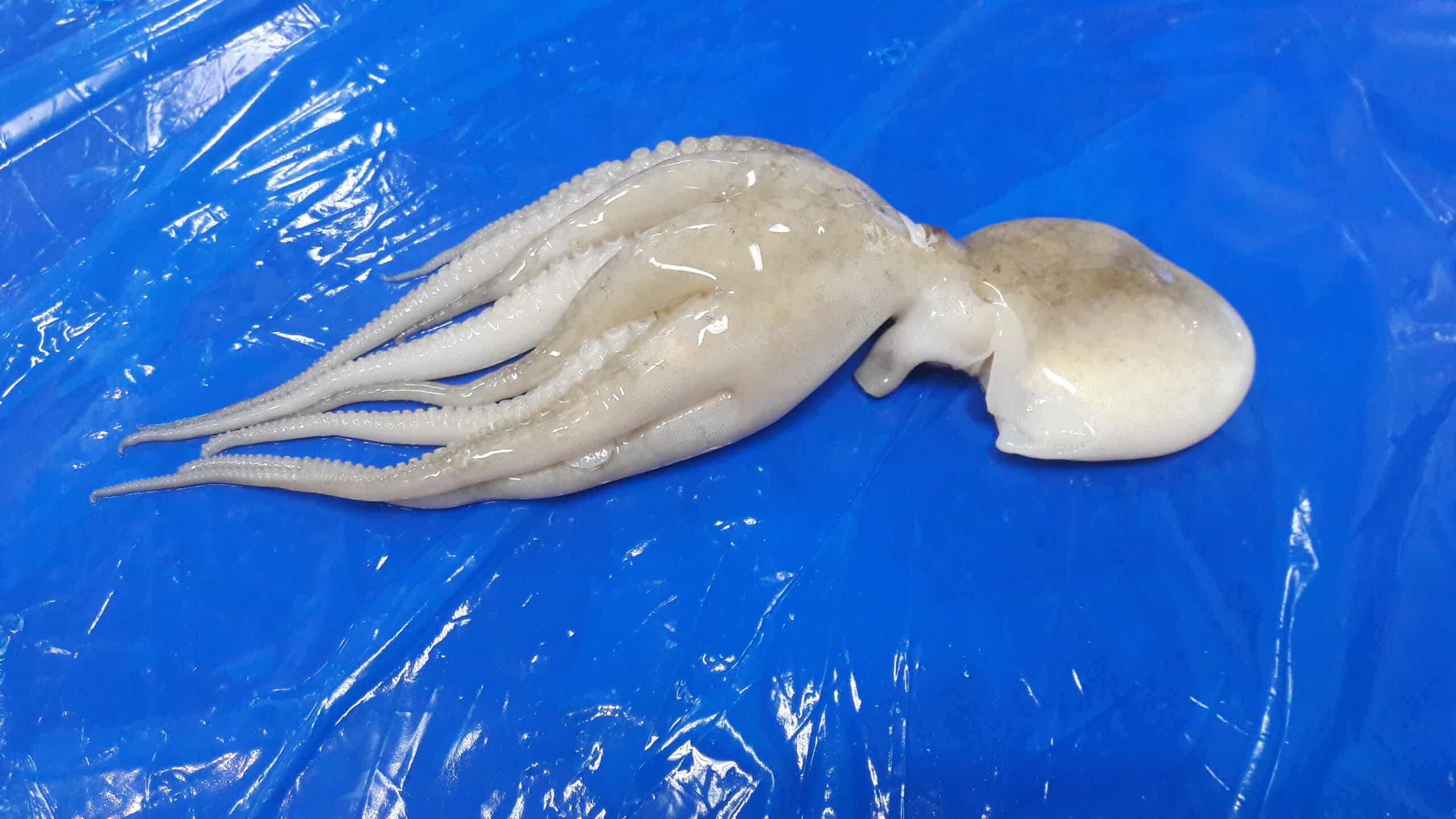 Frozen Baby Octopus Supplier