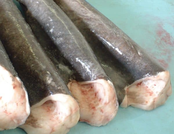 Black Cod Sable Fish Suppliers Exporters