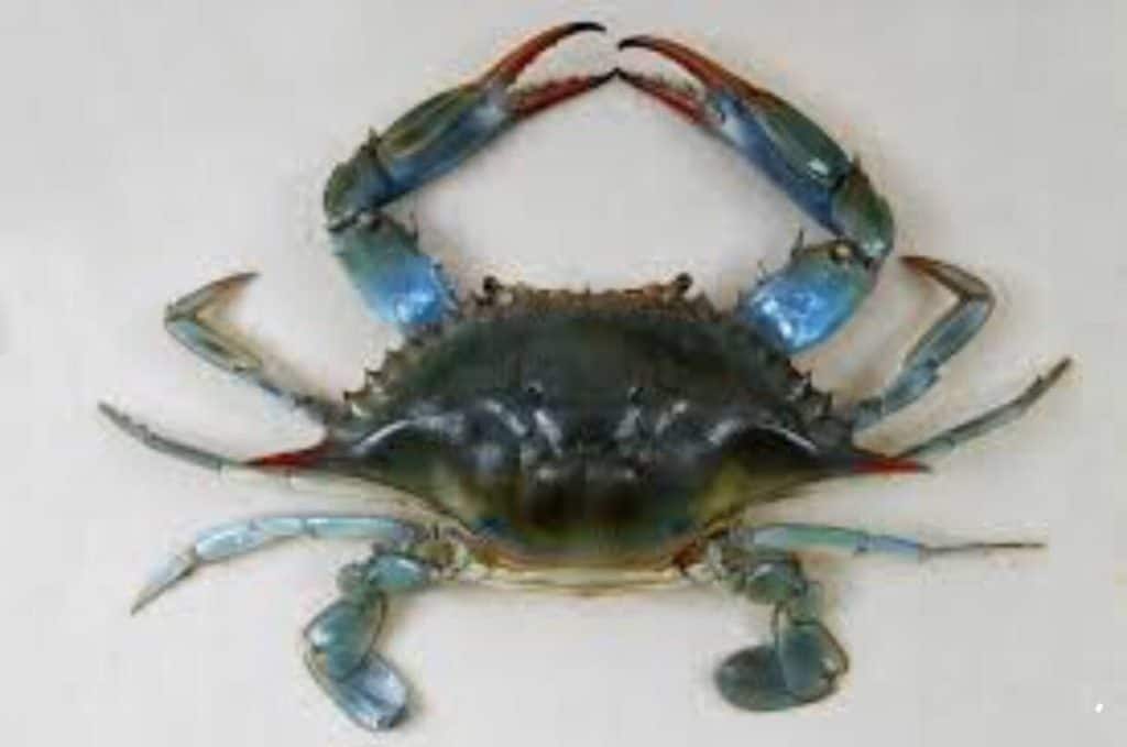 Blule Crab Whoe Suppliers Exporters
