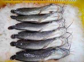 Catfish Frozen Suppliers Taiwan