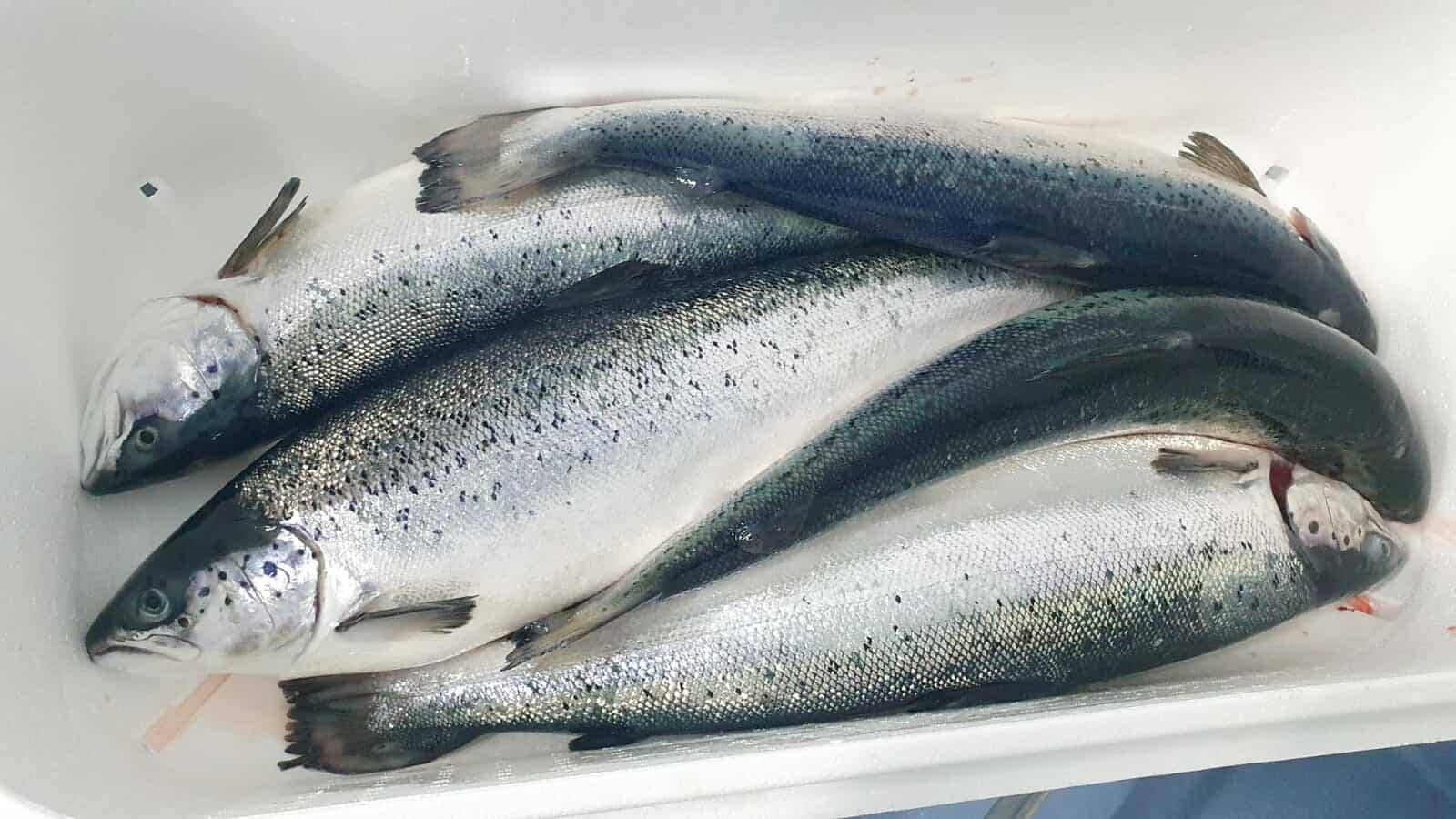Fresh Atlantic Salmon supplier