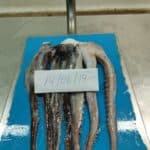 Giant Squid Tentacles