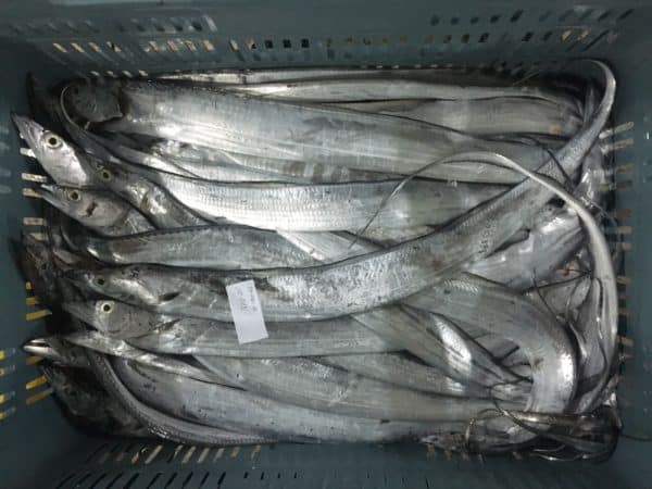 Ribbonfish Suppliers Exporters Venezuela