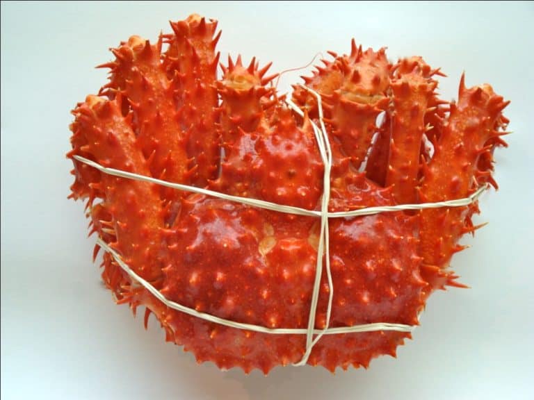 King Crab Chile Suppliers Exporters