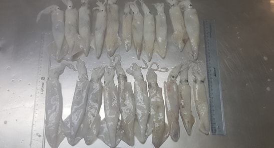 Frozen Loligo Squid India Suppliers, Exporters