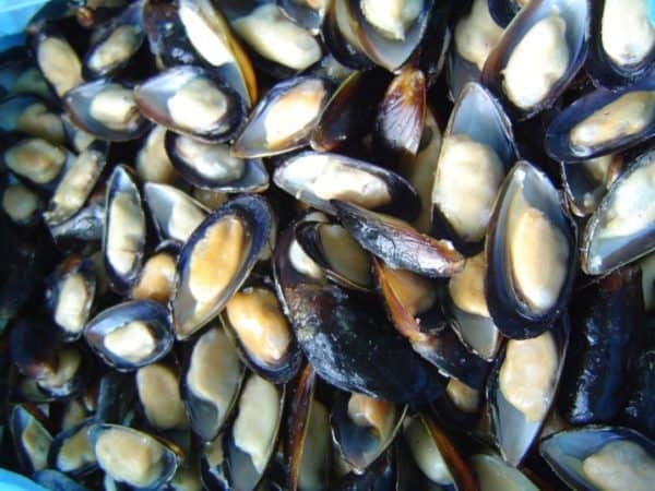 Mussels Suppliers Exporters
