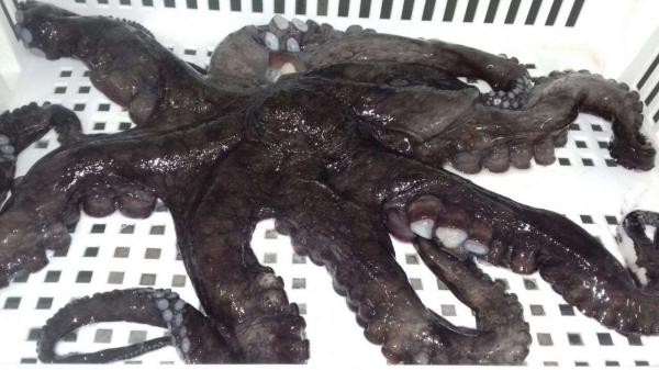 Octopus Mimus Chile Suppliers Exporters