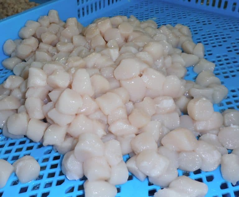 Scallop Meat Suppliers Exporters