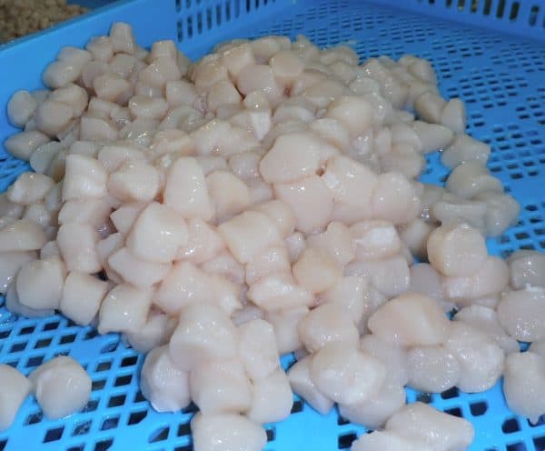 Scallop Meat Suppliers Exporters