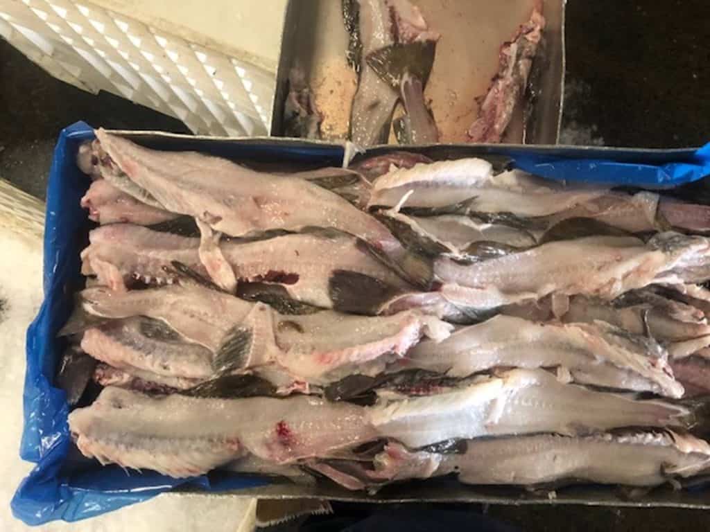 Pacific Cod Frames