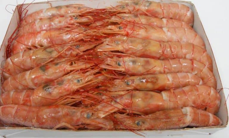 Red Shrimp Suppliers Exporters