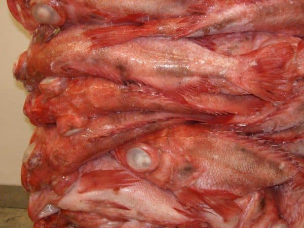 Redfish Whole Suppliers Exporters