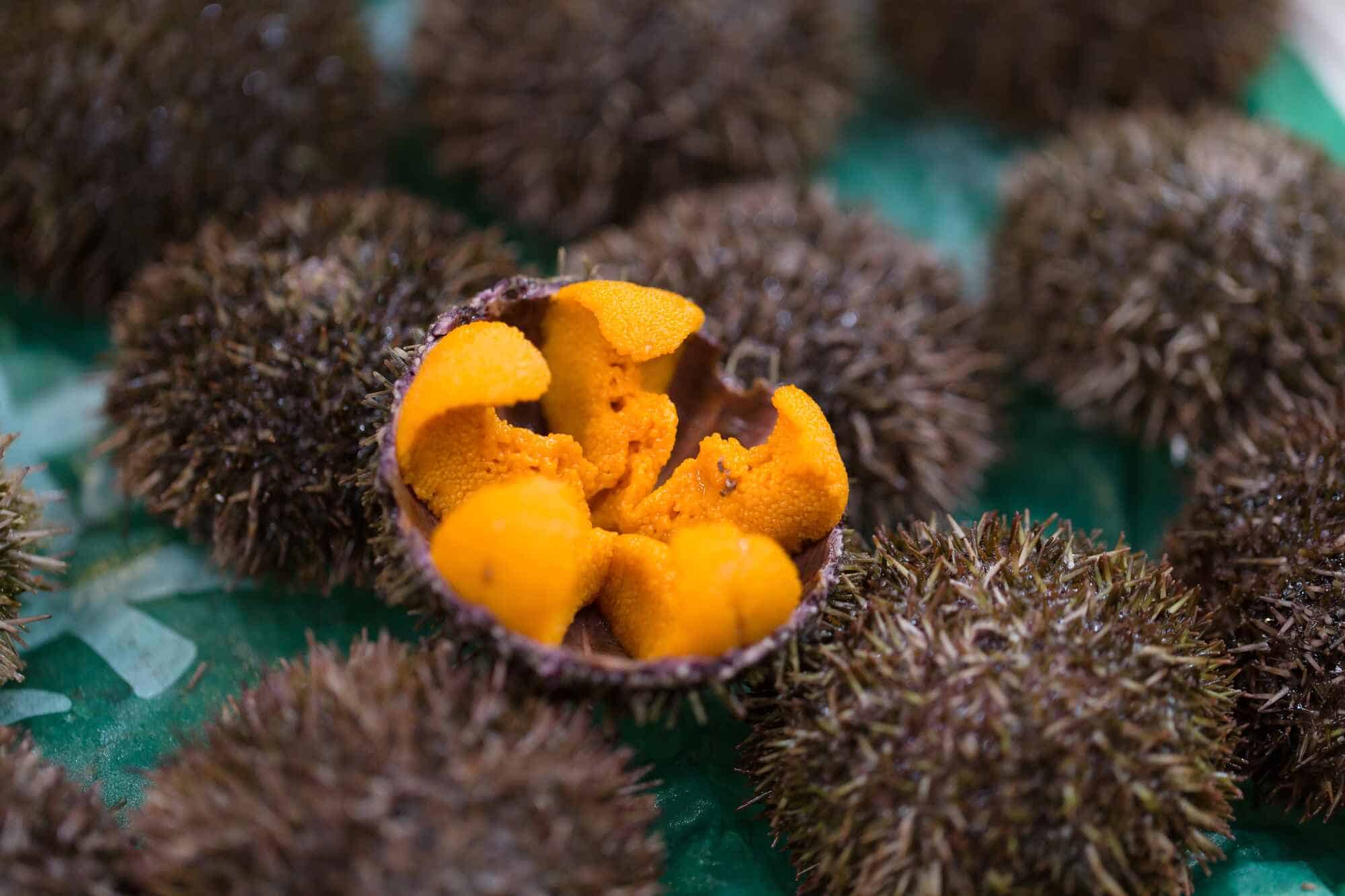 Sea Urchin Roe suppliers, exporters