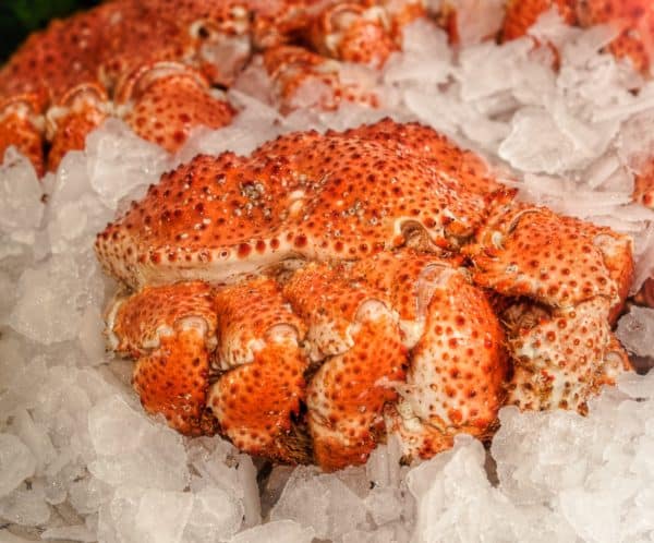 Snow Crab whole Suppliers Exporters