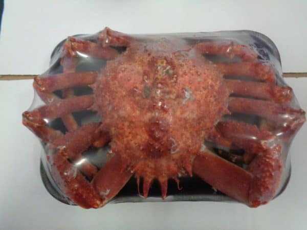 Spider Crab Whole Cooked Frozen Suppliers Exporters