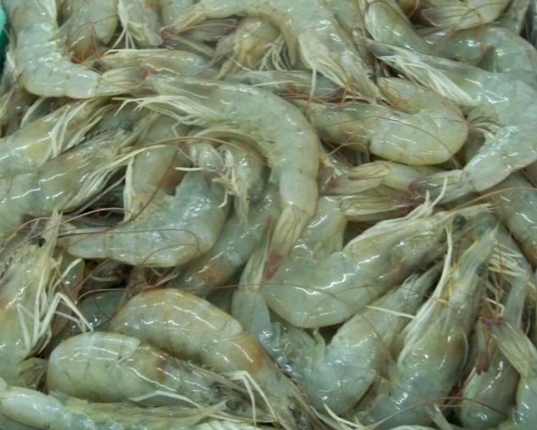 Vannamei Shrimp HOSO Suppliers Exporters