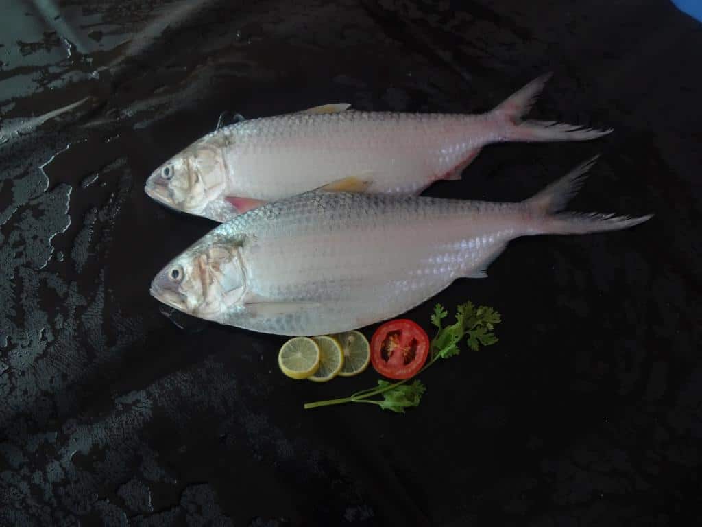 Hilsa Fish Suppliers, Exporters